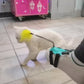 Cat Toy Cat Teaser with Your Feet