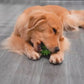 Rugby chew toy