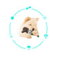Wild boar egg chew toy