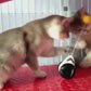Balancing car cat toys