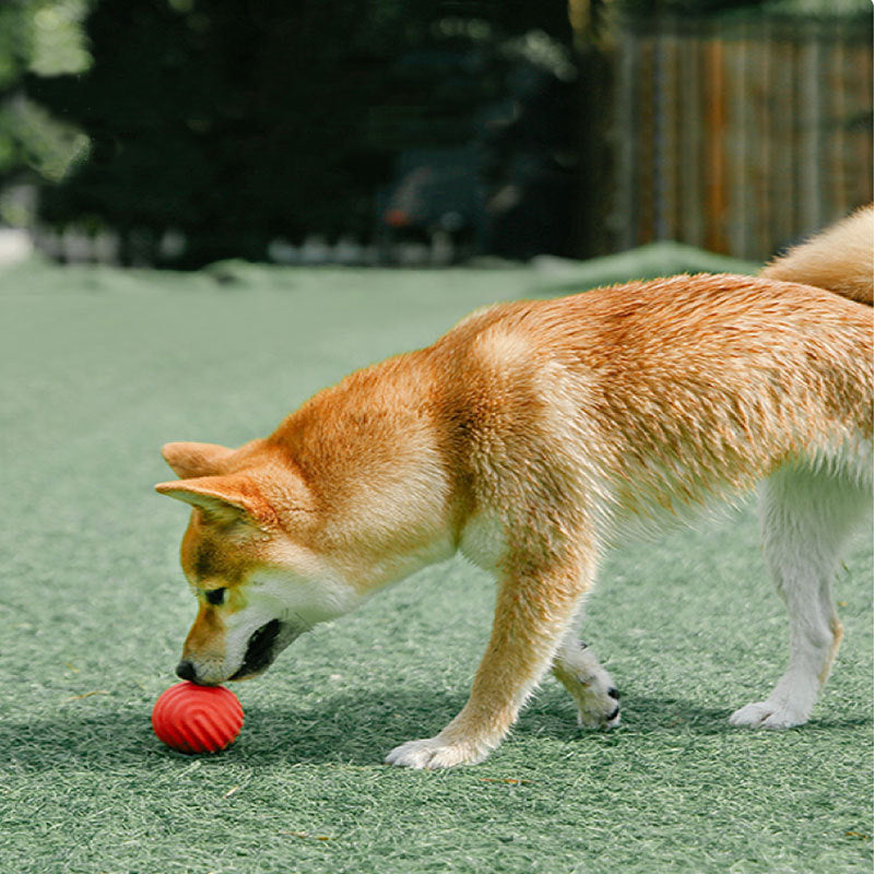 Solid TPR High Bouch Dog Ball Toys