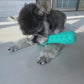 vocal serrated dog toothbrush