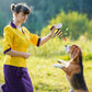 Simulation bee dog toys