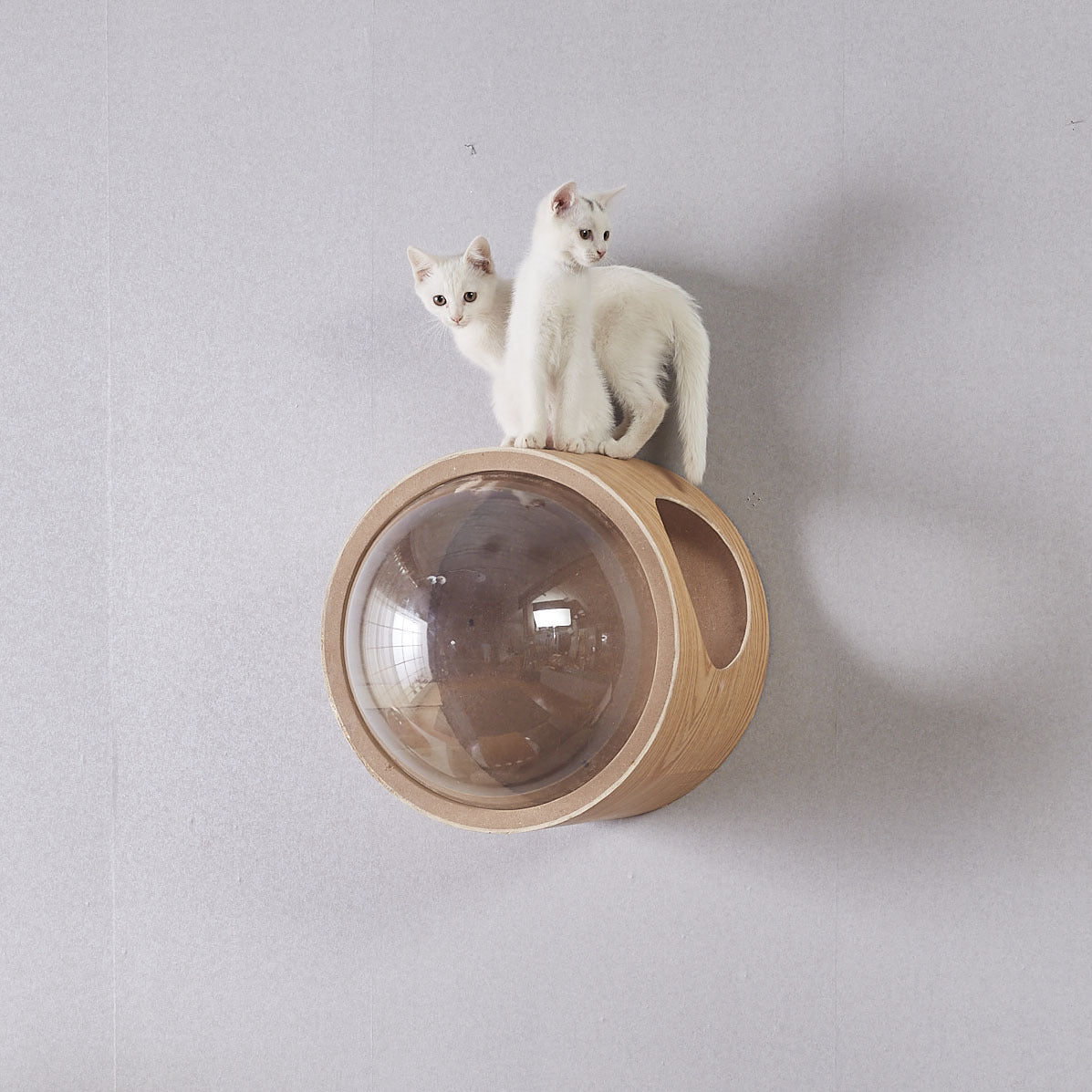 Wood wall-hung cat capsule